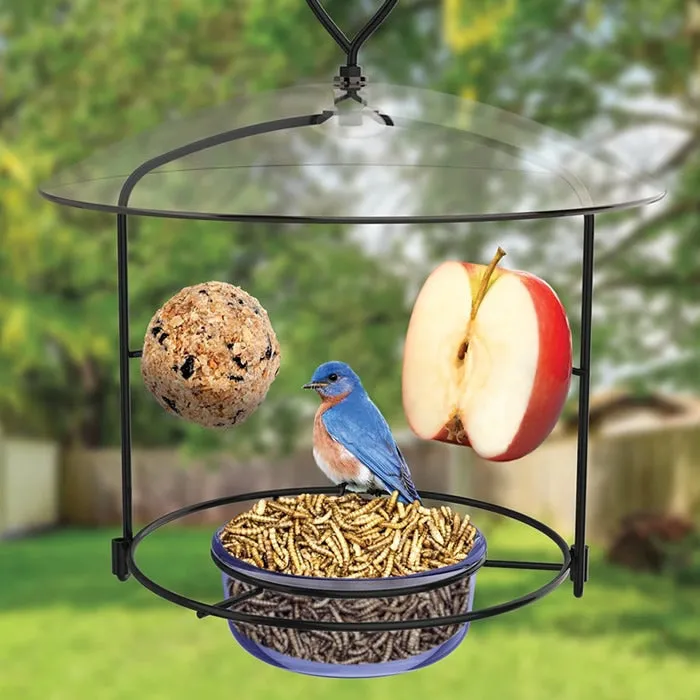 Bluebird Buffet