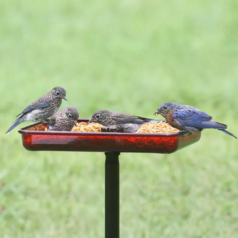 Cardinal Platform Feeder