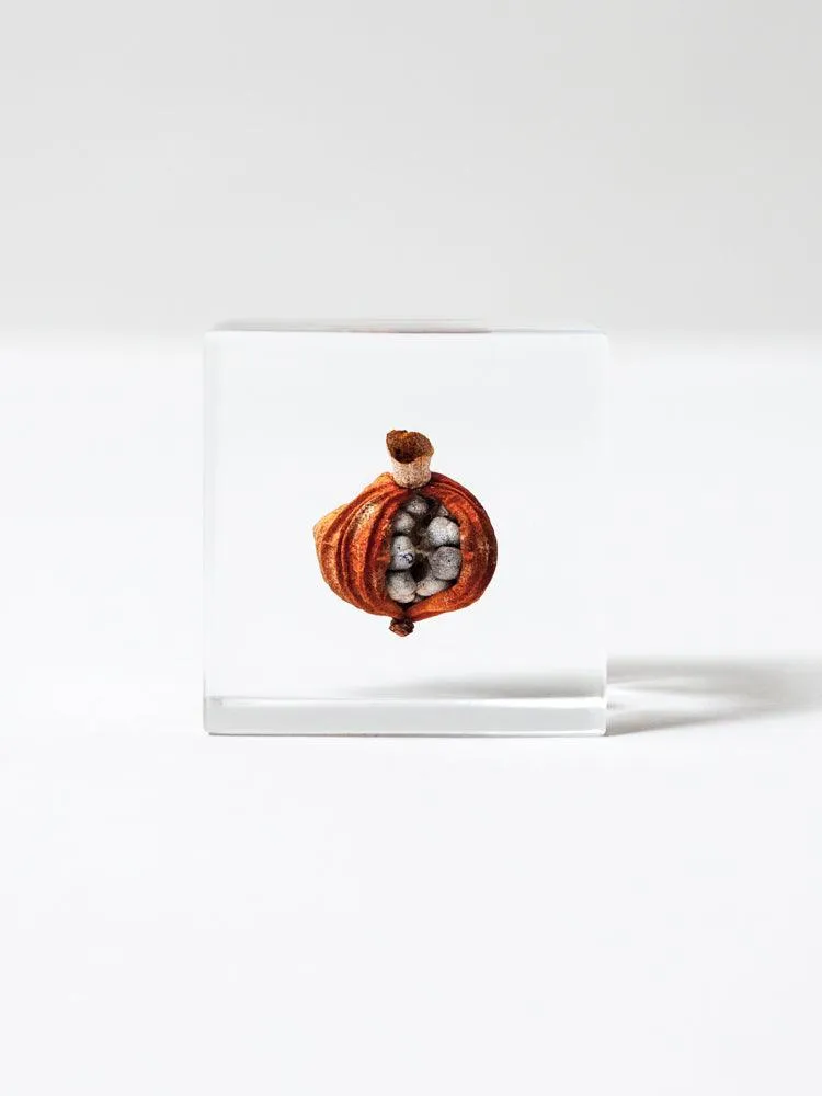 Sola Cube - Shell Ginger (Gettou)