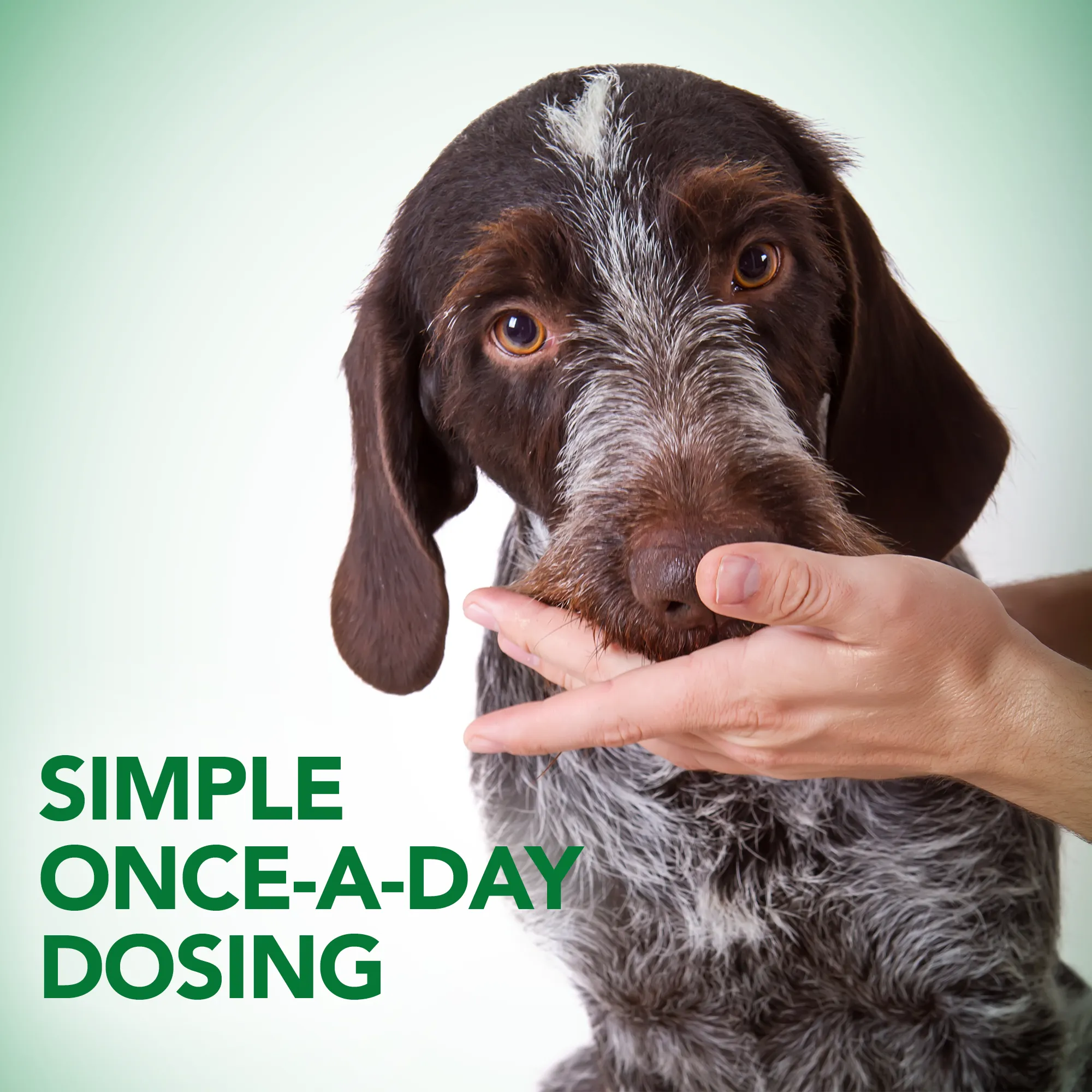 Vet's Best Probiotic Soft Chews 30ct