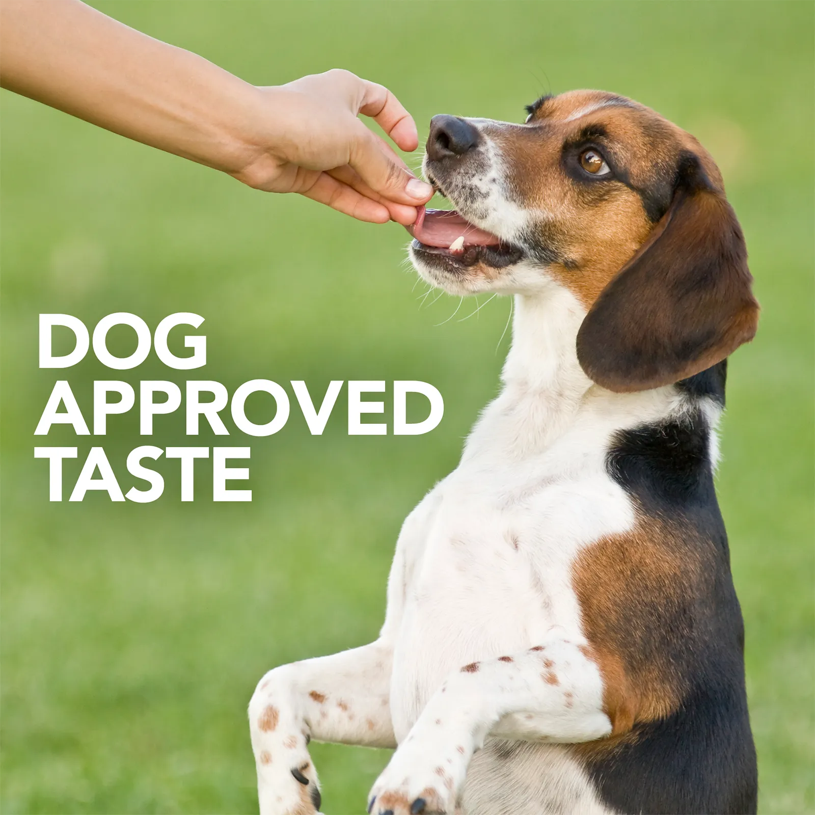 Vet's Best Probiotic Soft Chews 30ct